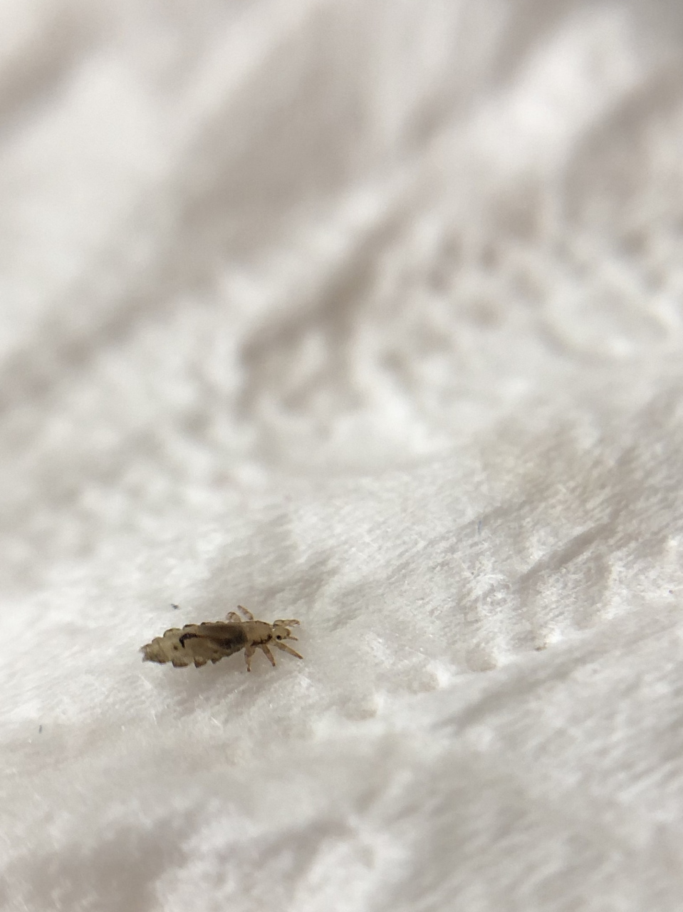 小编赶紧扒来仔细看了一下,报道说:这一段床虱不仅肆虐英国,法国等