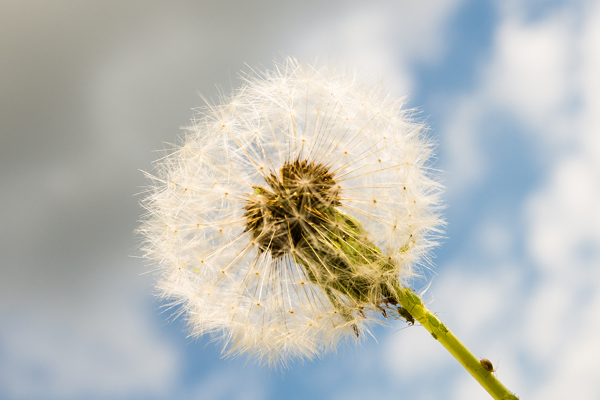 快来一起发掘它的美味吧![原文:蒲公英变身美食,5星级美.