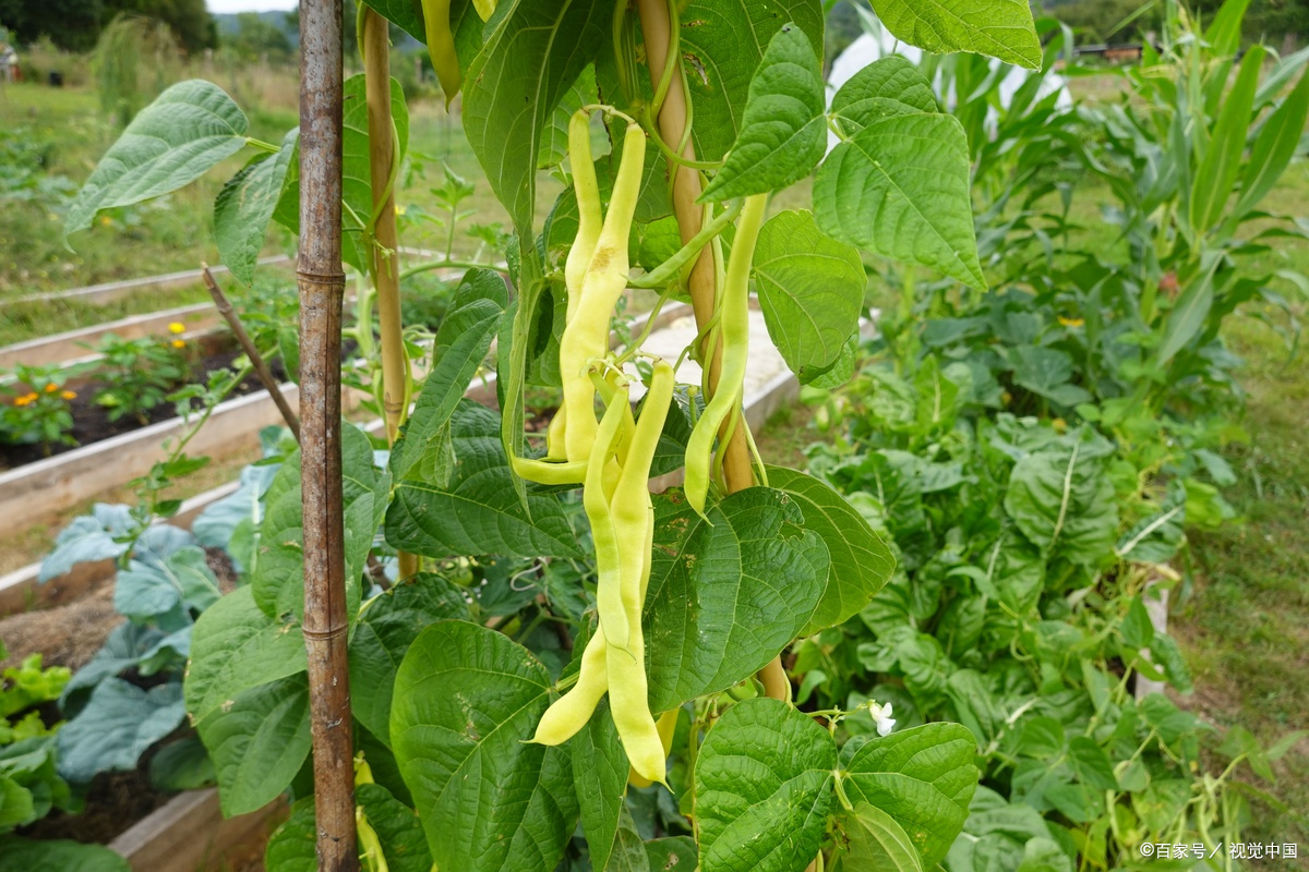 四棱豆:全身是宝的豆类蔬菜,错过它真的太可惜!