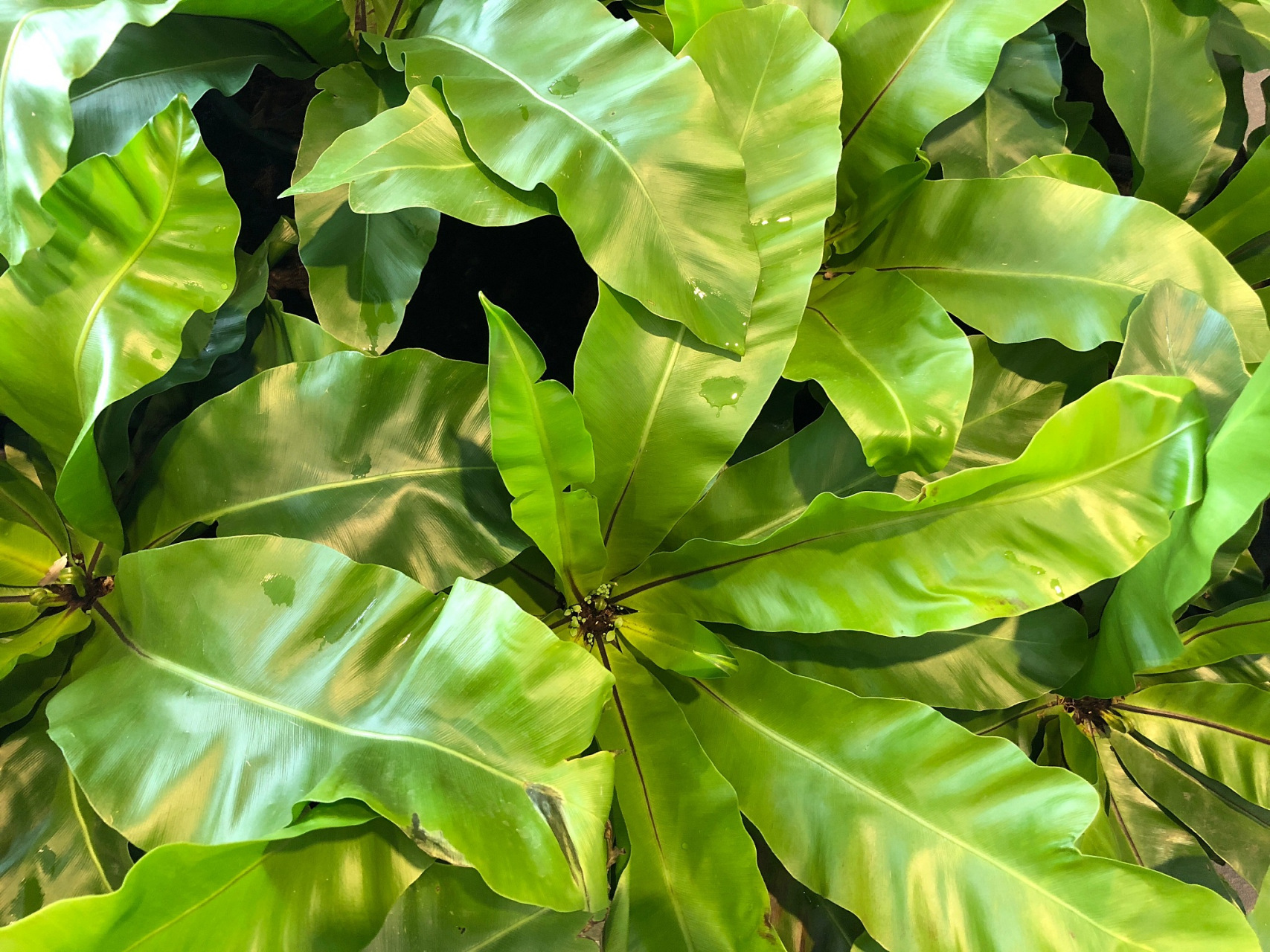 97 大金叶子养殖方法 97  11566 选择合适的