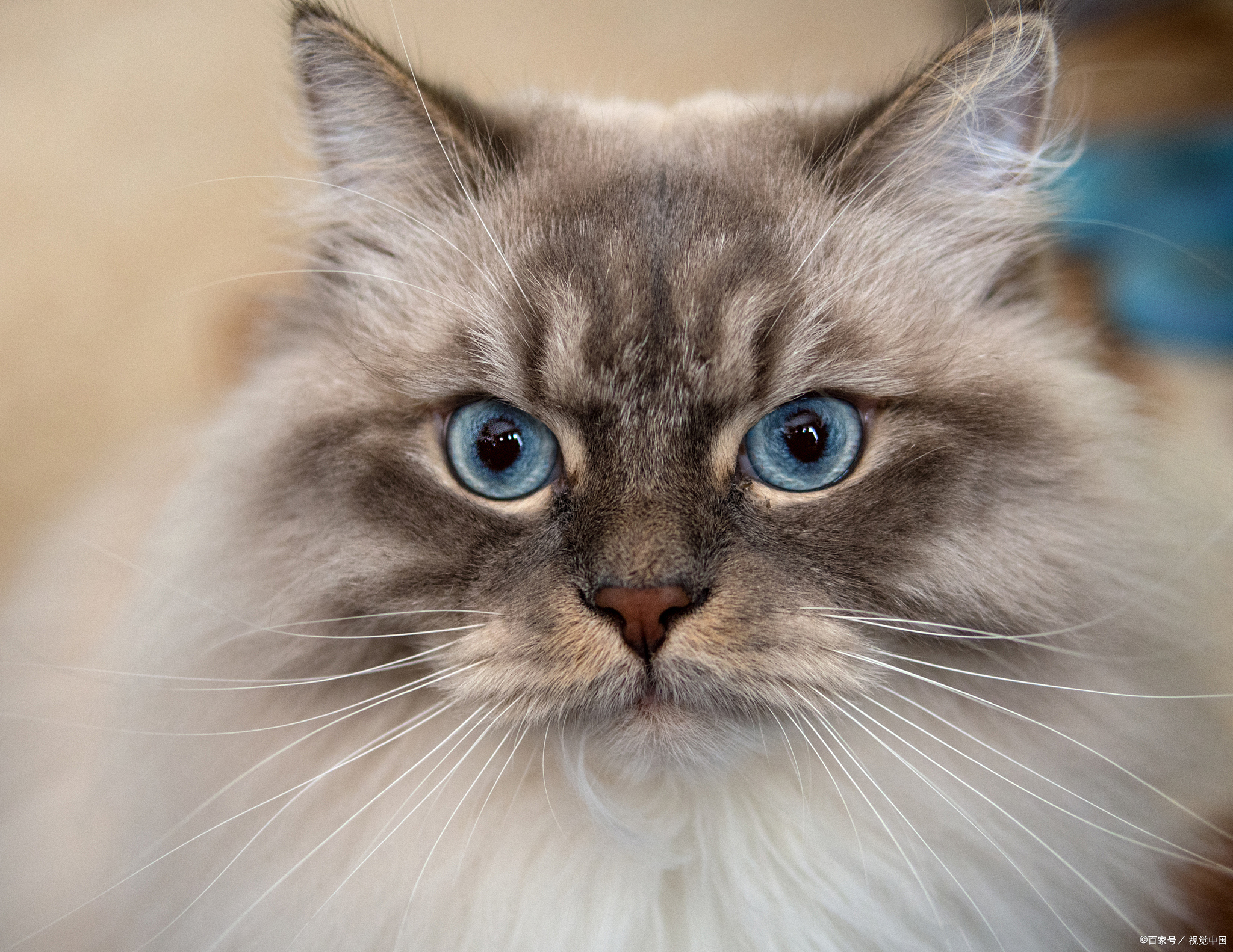 瞳孔扩大:当猫咪的瞳孔放大时,通常表示它们在感到兴奋,警觉,害怕