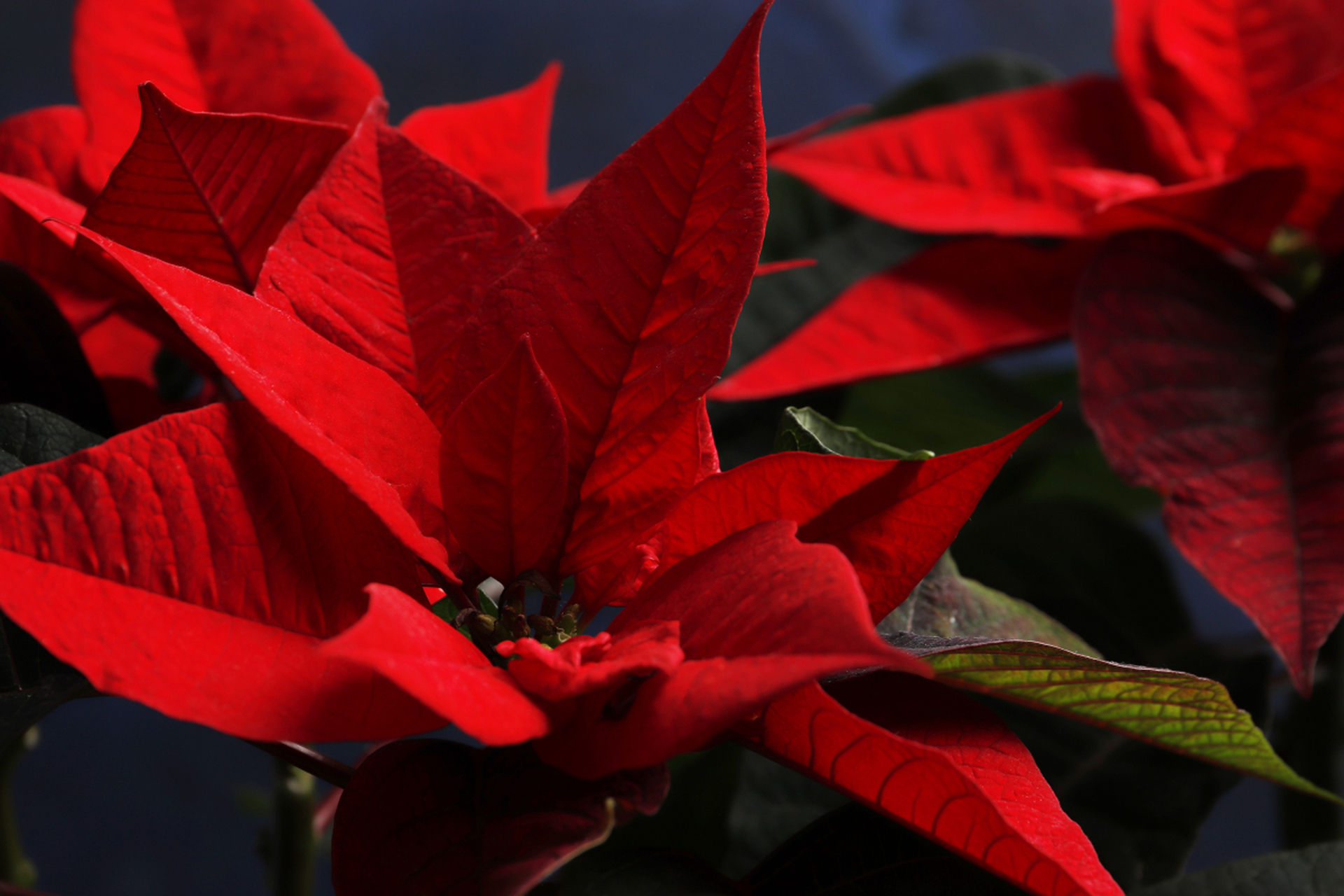 摘要:马鞭草(一串红)的生命周期取决于种植地点,气候条件和个体植株的