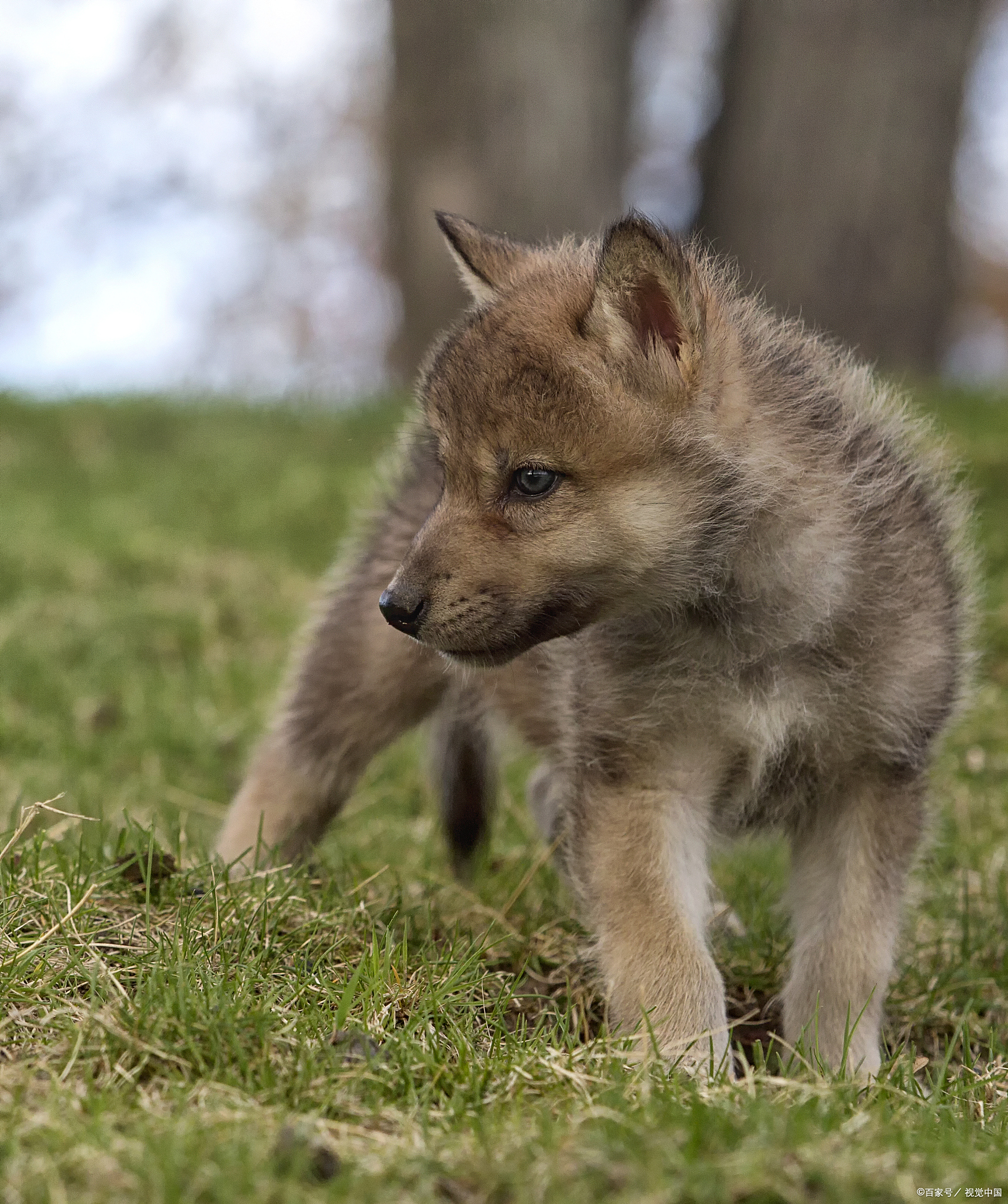 狼崽子的"盲聋哑"生活:你不知道的冷知识