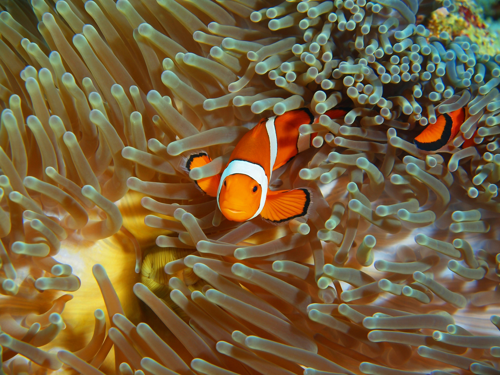 小丑鱼与海葵的共生关系堪称海洋生物界的经典案例