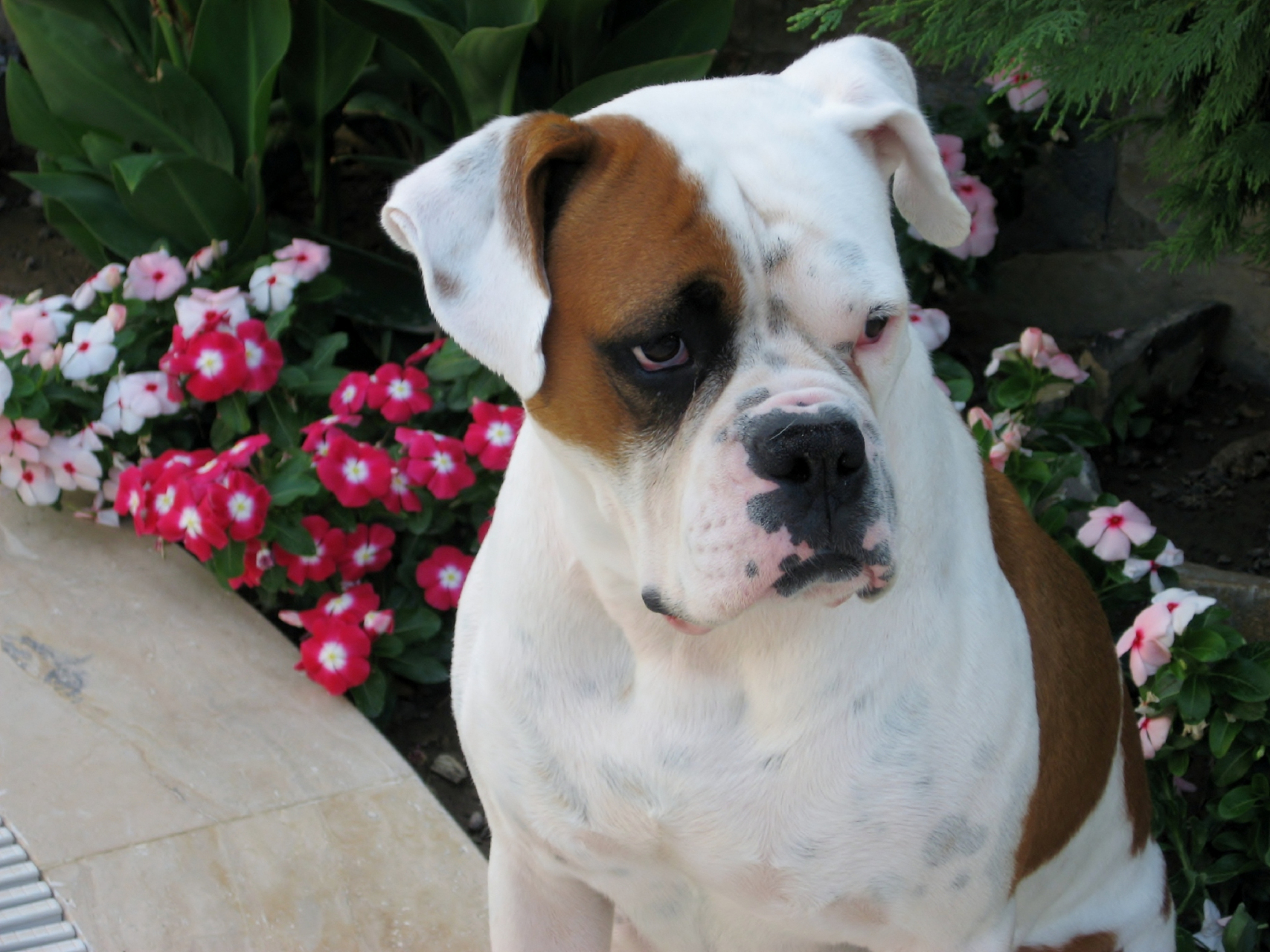 巴吉度猎犬非常聪明,易于训练,通常被用作猎犬或家庭宠物.