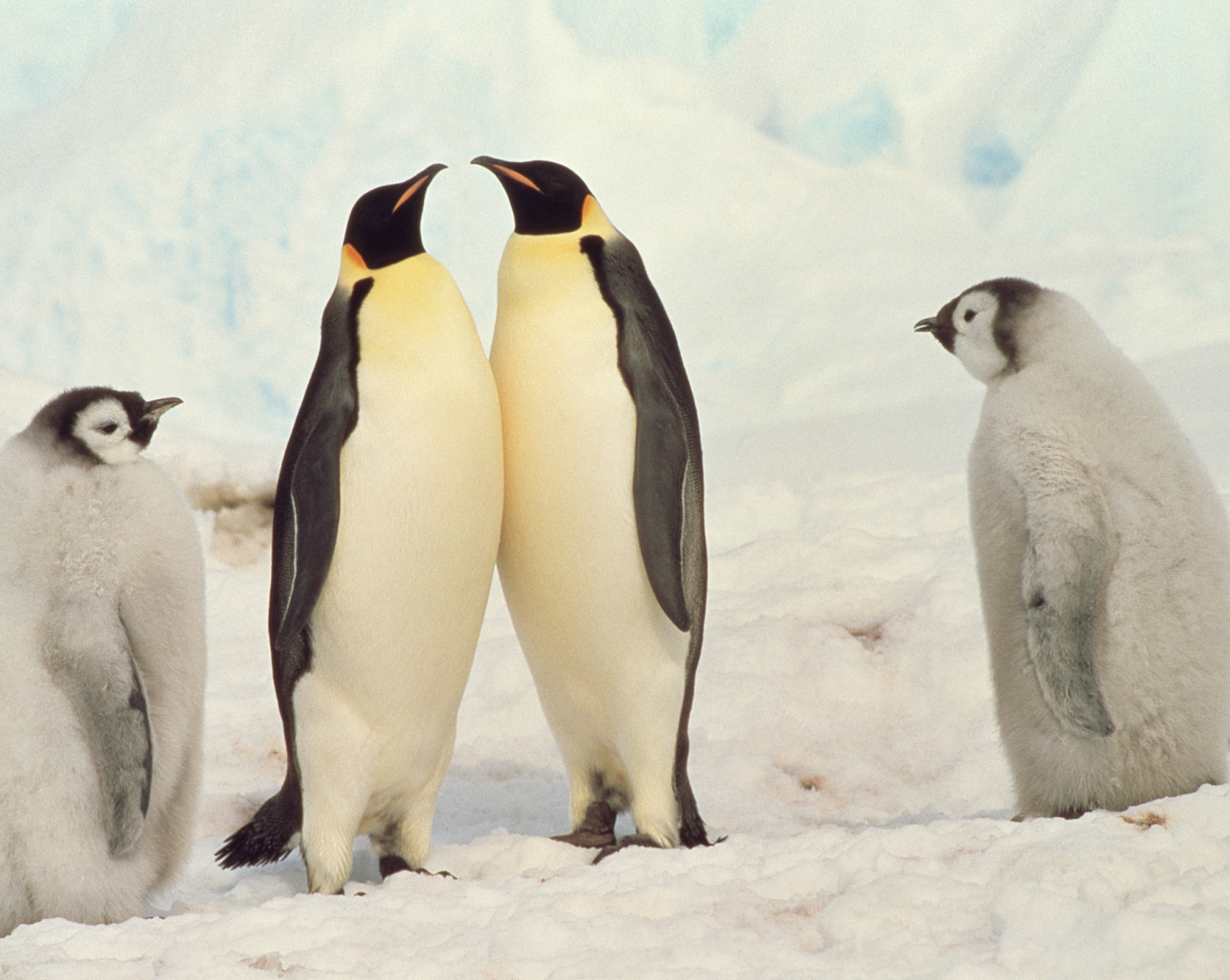 南部海岸出土了一些巨型的热带企鹅的化石残骸这是一种已经绝迹的企鹅