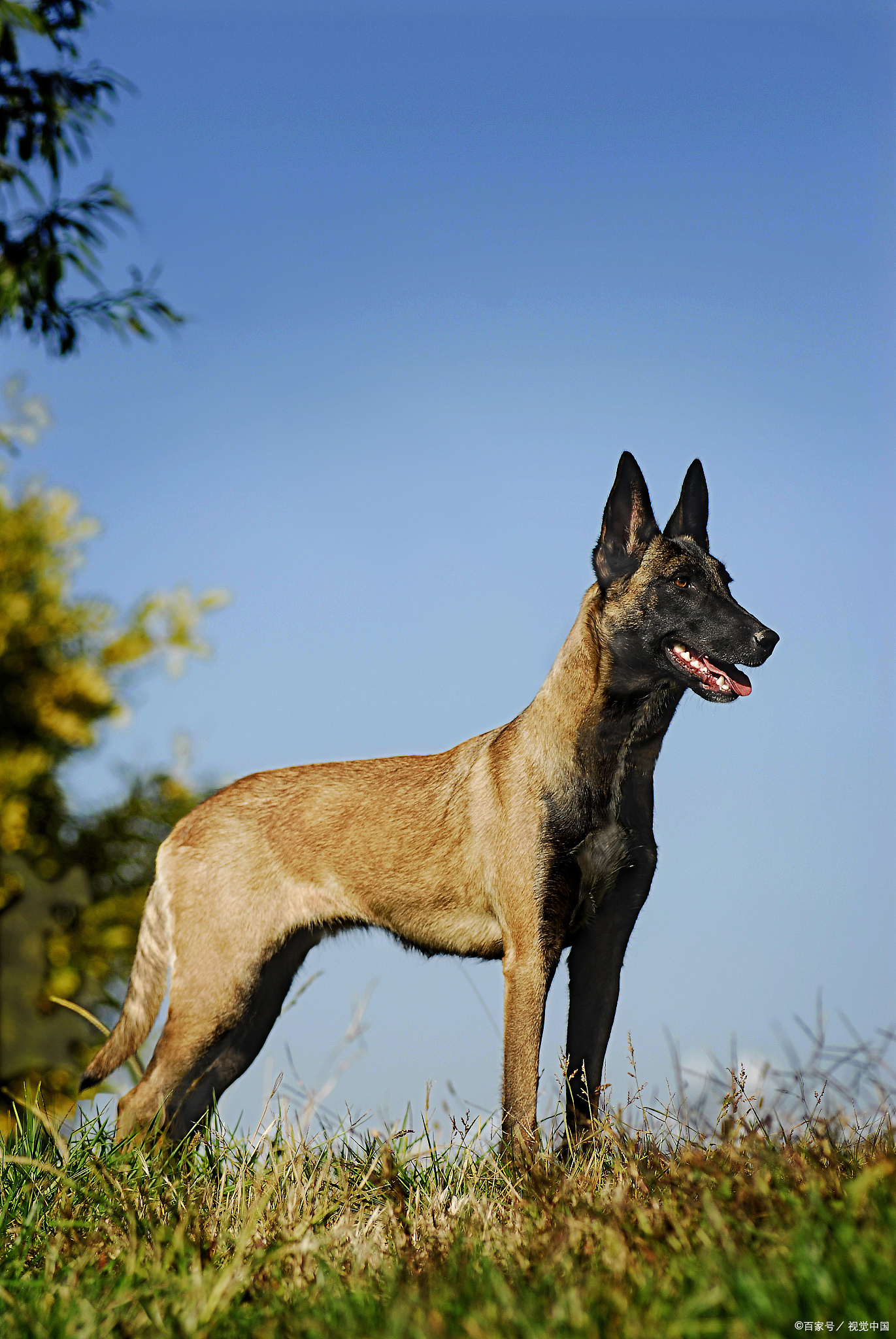 马犬几个月认主人?错过这 3 个关键期,可能影响它一生的信任