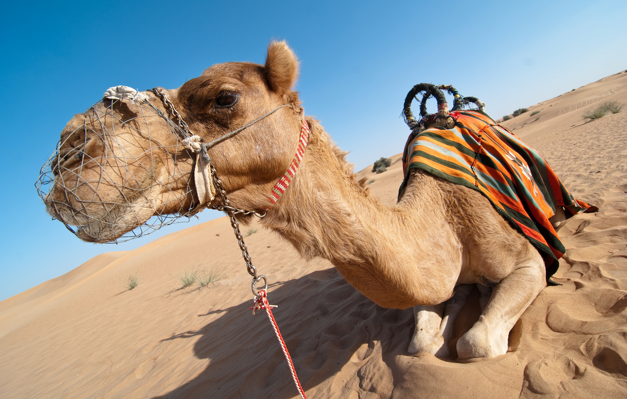 最近,甘肃省敦煌的鸣沙山月牙泉景区的骆驼集体停摆,让大家惊愕不已