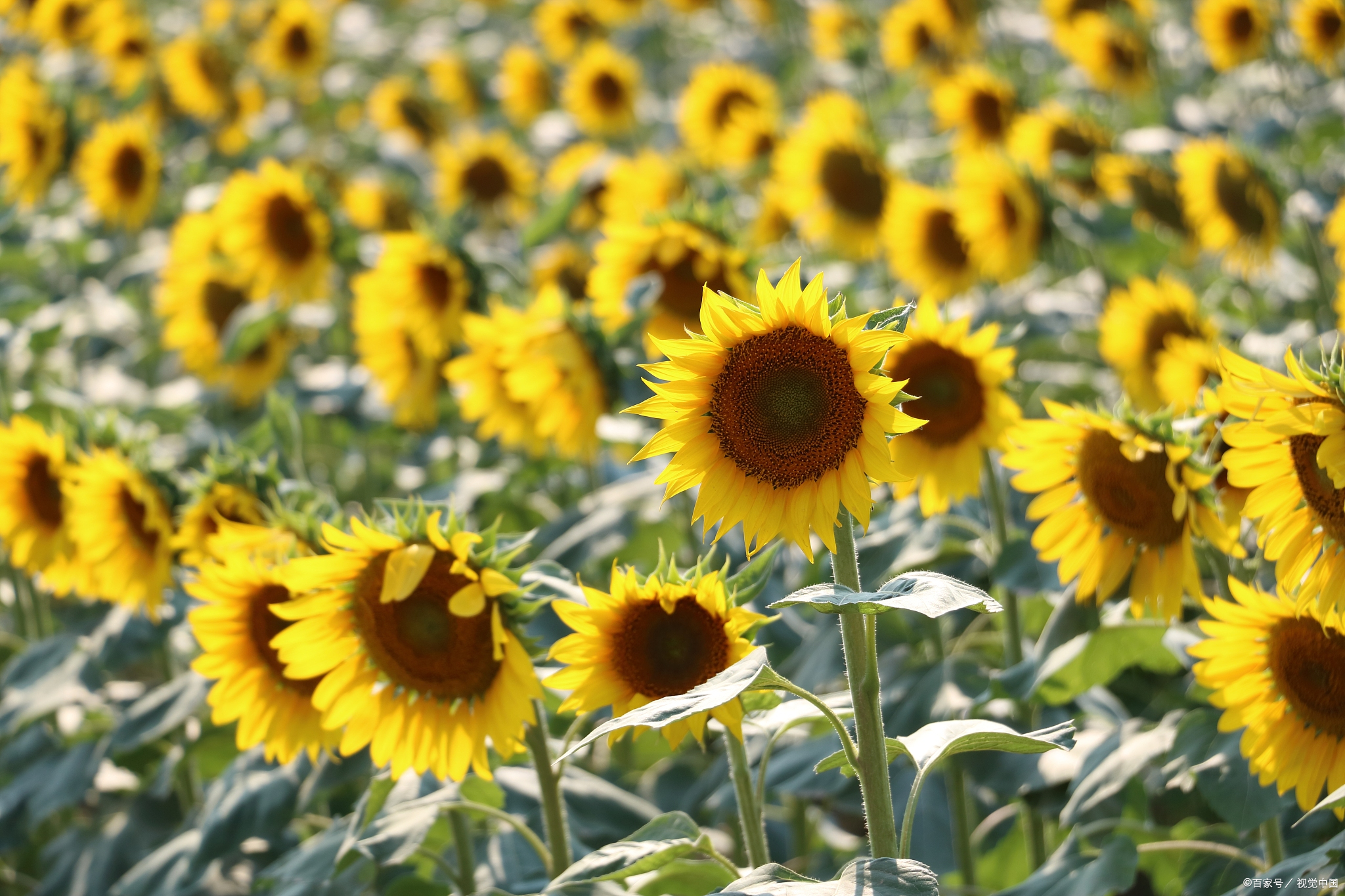 社恐被围观时的内心:请别跟我说话,保持沉默是最好的交流