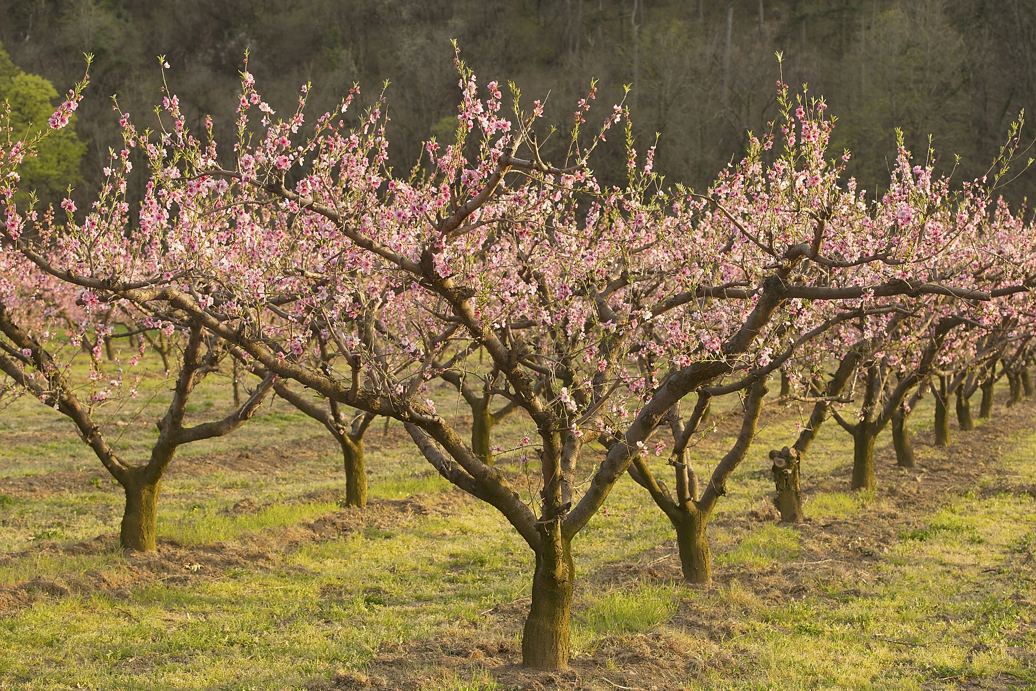 桃树修剪是促进生长,提高果实产量和品质的关键步骤