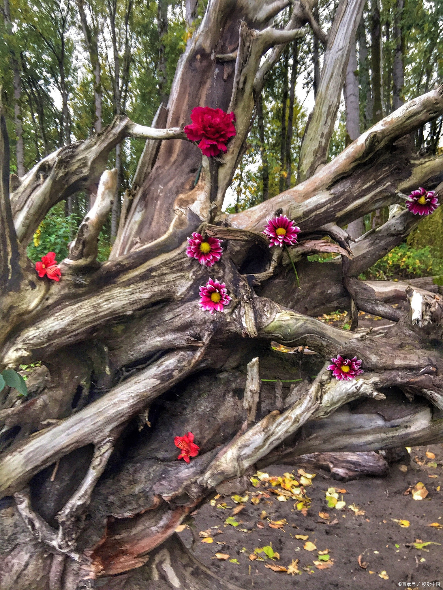 当年高考时,我拼尽全力取得了286分,而父亲则喝了