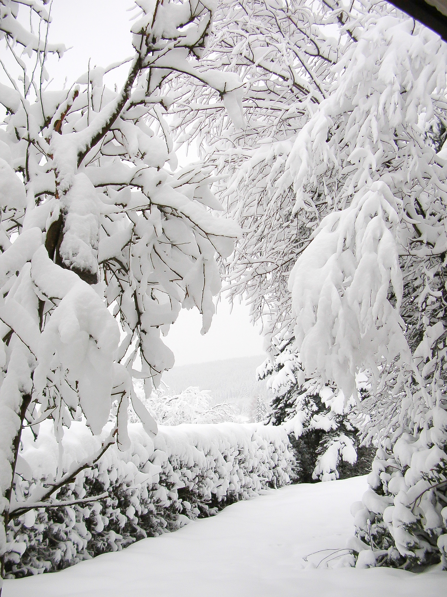 然而,"鹅毛大雪"描述的只是雪花的大小,而非降雪量级.