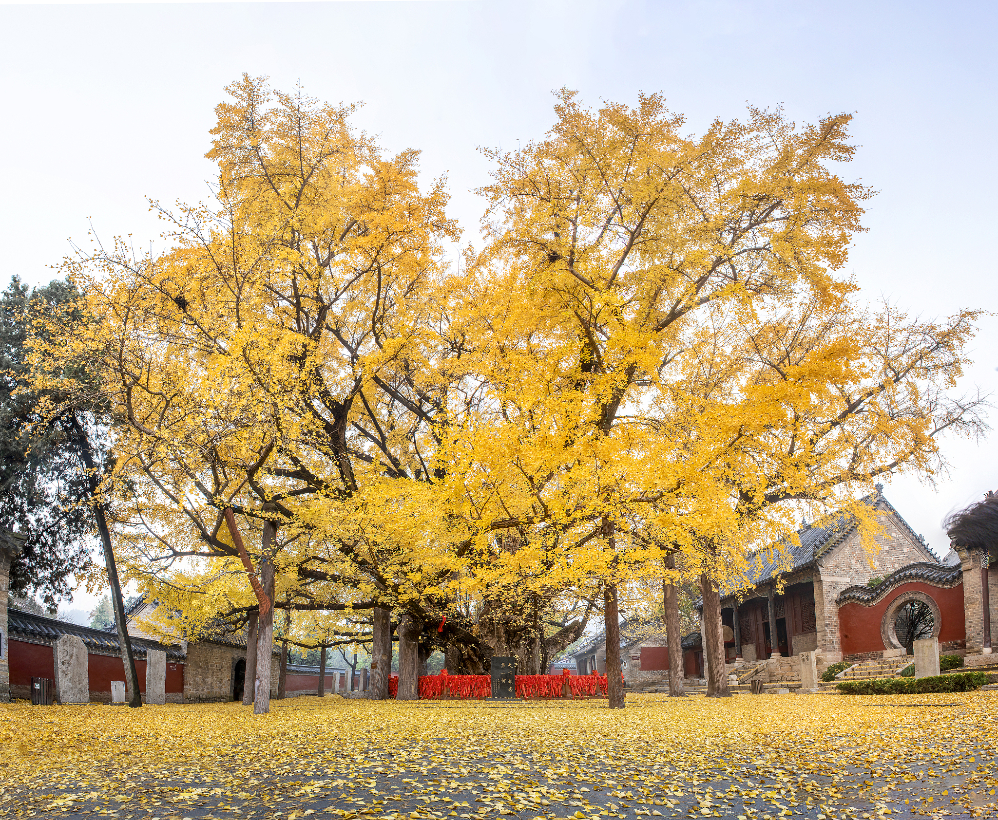 随州银杏谷的银杏树中,有些树龄超过千年,是中国最古老的银杏树之一.