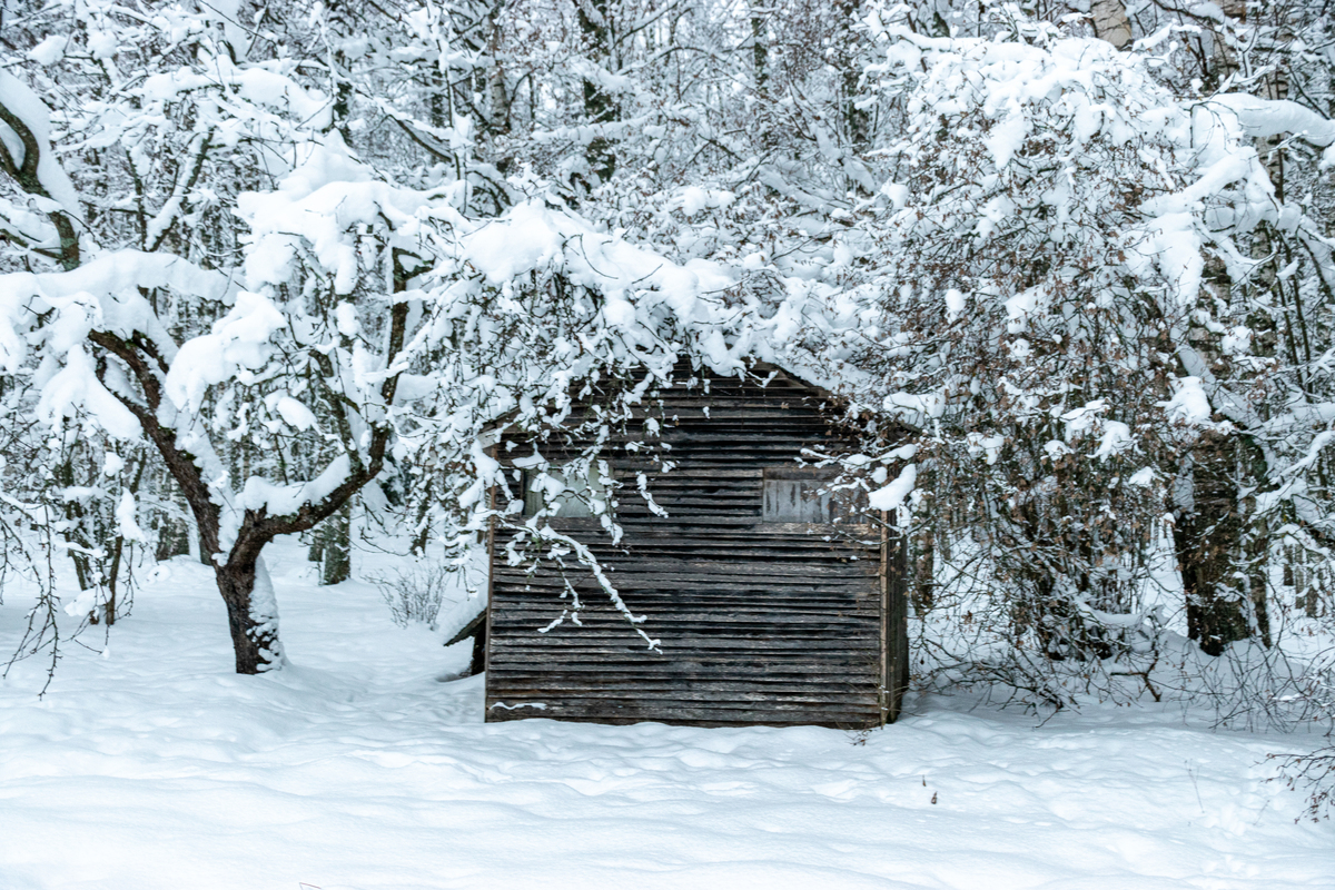 细碎的雪花还在纷纷扬扬地飘着,像无数轻盈的羽毛