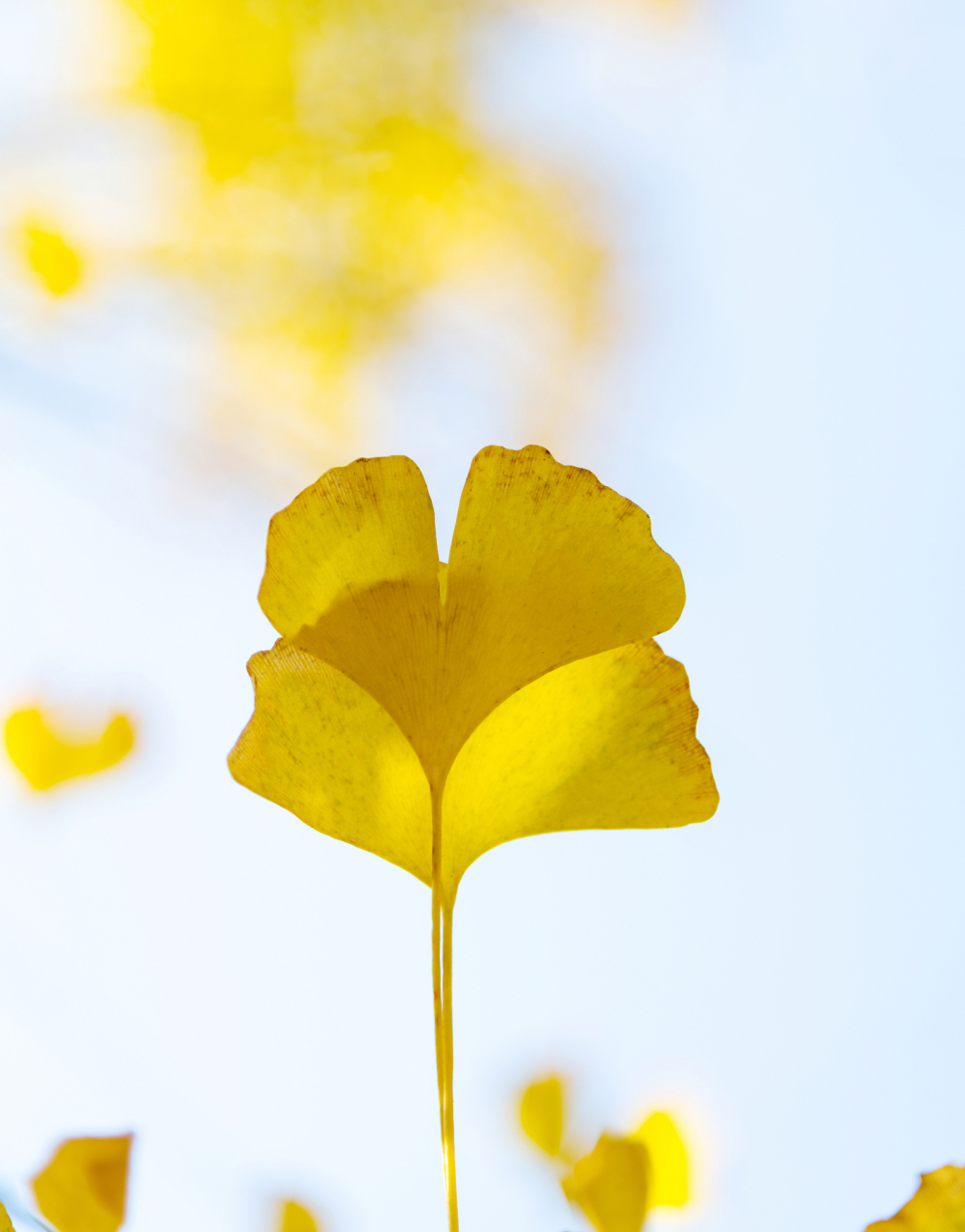 秋风袭来,树叶飘舞 仿佛银杏叶在跳着秋天的华尔兹舞  阳光透过树叶的