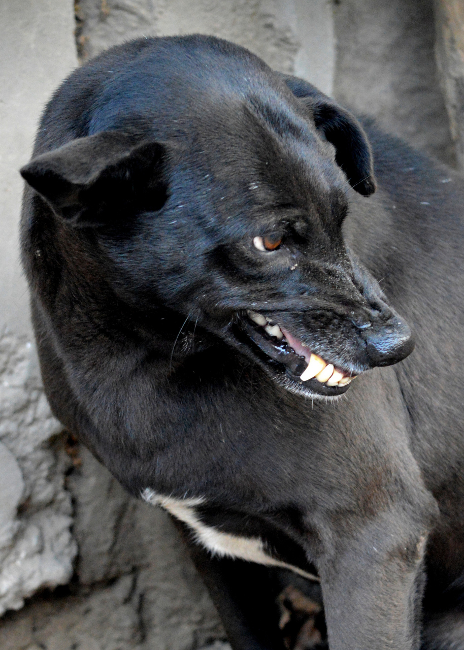 图二是黑豹犬. 罗威纳犬在黑豹犬的旁边就像个小猫咪,被血脉压制.