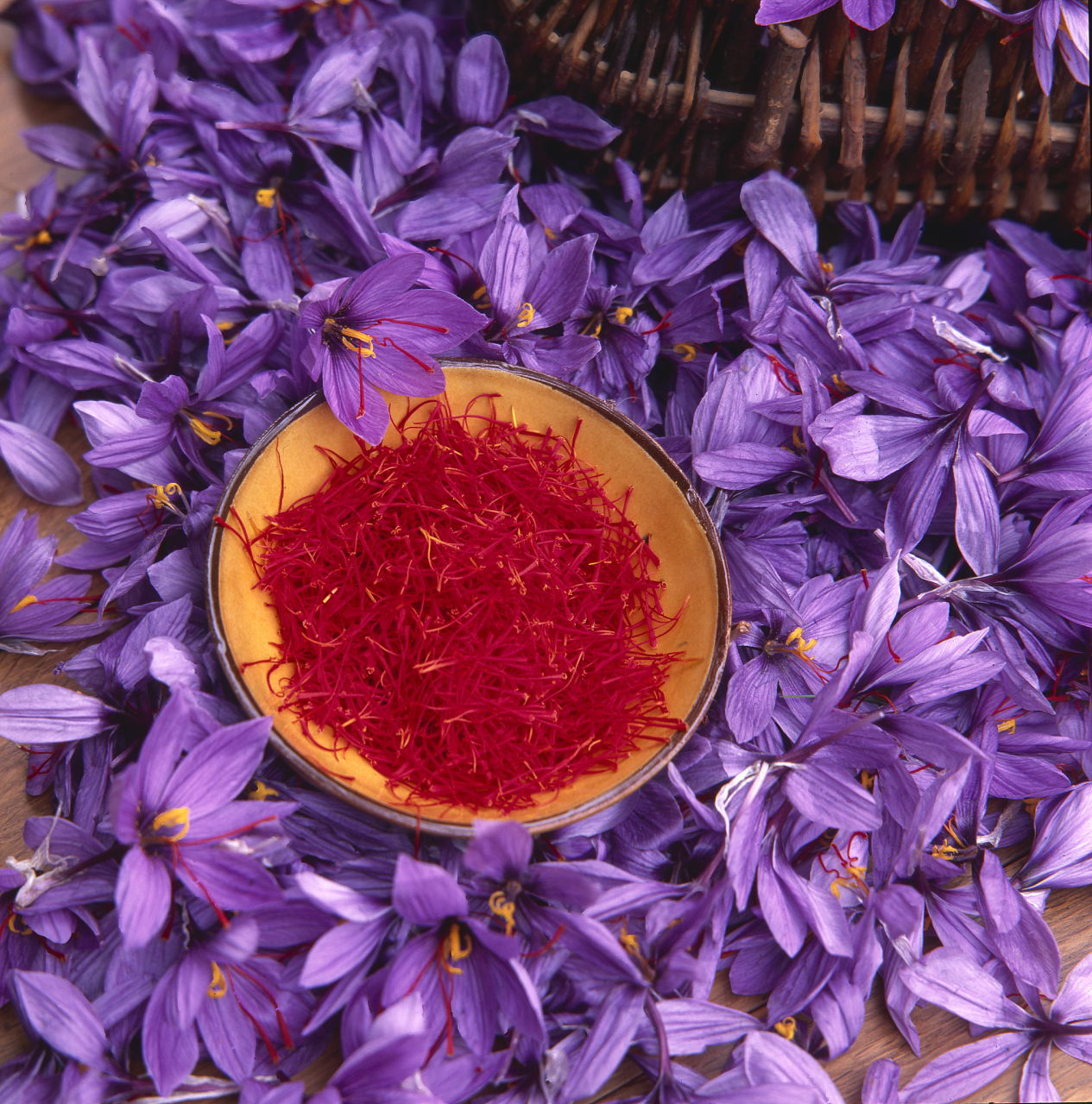 红花和藏红花是不同物种的植物,形态,产地,用途和文化象征各有特色.