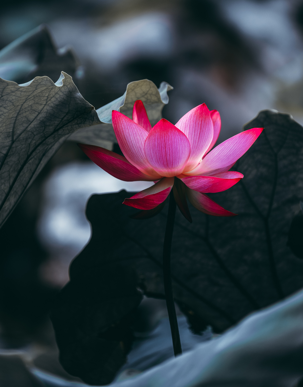 摄影后期,创意荷花大片欣赏! 荷花创意修图调色大片的评判标准有哪些?