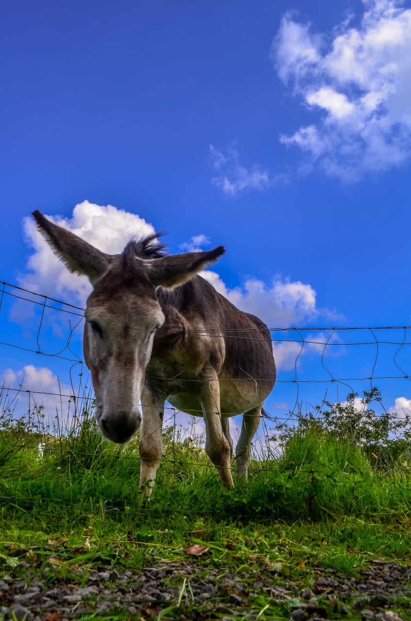 丢驴 阿凡提的小毛驴被偷走了,他到大街上吆喝:"谁能帮我找回驴来我就