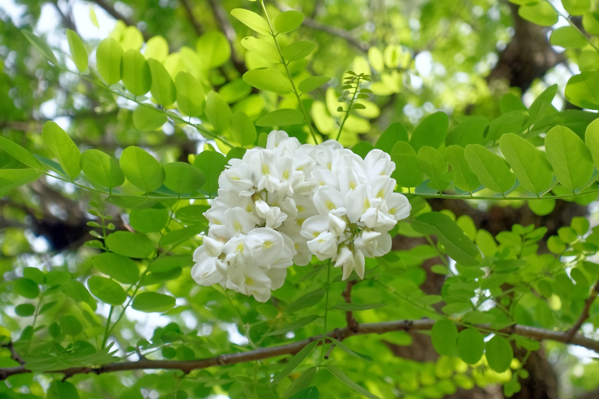 《槐花 文/东城 馨香四溢醉芳瞳,洁白无瑕挂碧丛.