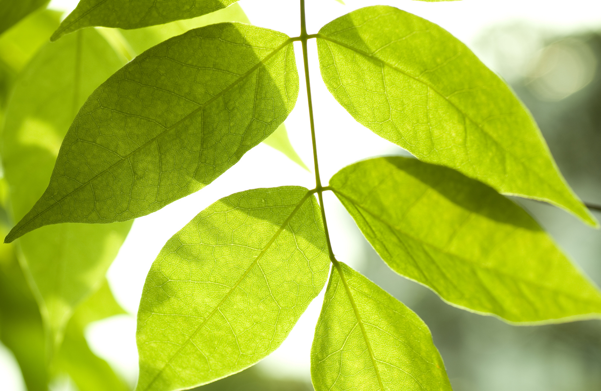 树叶的形状多样性由多种因素造成,包括生态适应性,物种演化,光合作用