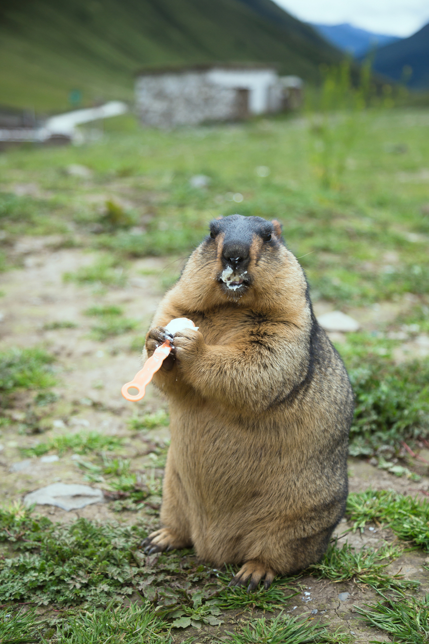 许多人在看到土拨鼠尖叫的表情包后,都非常的惊讶,认为小小一只的
