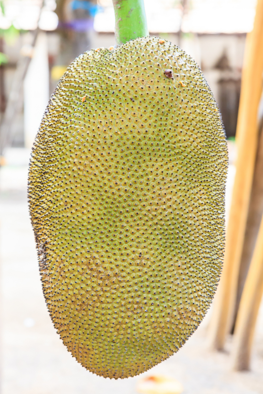 菠萝蜜的性味解析:凉性还是热性?