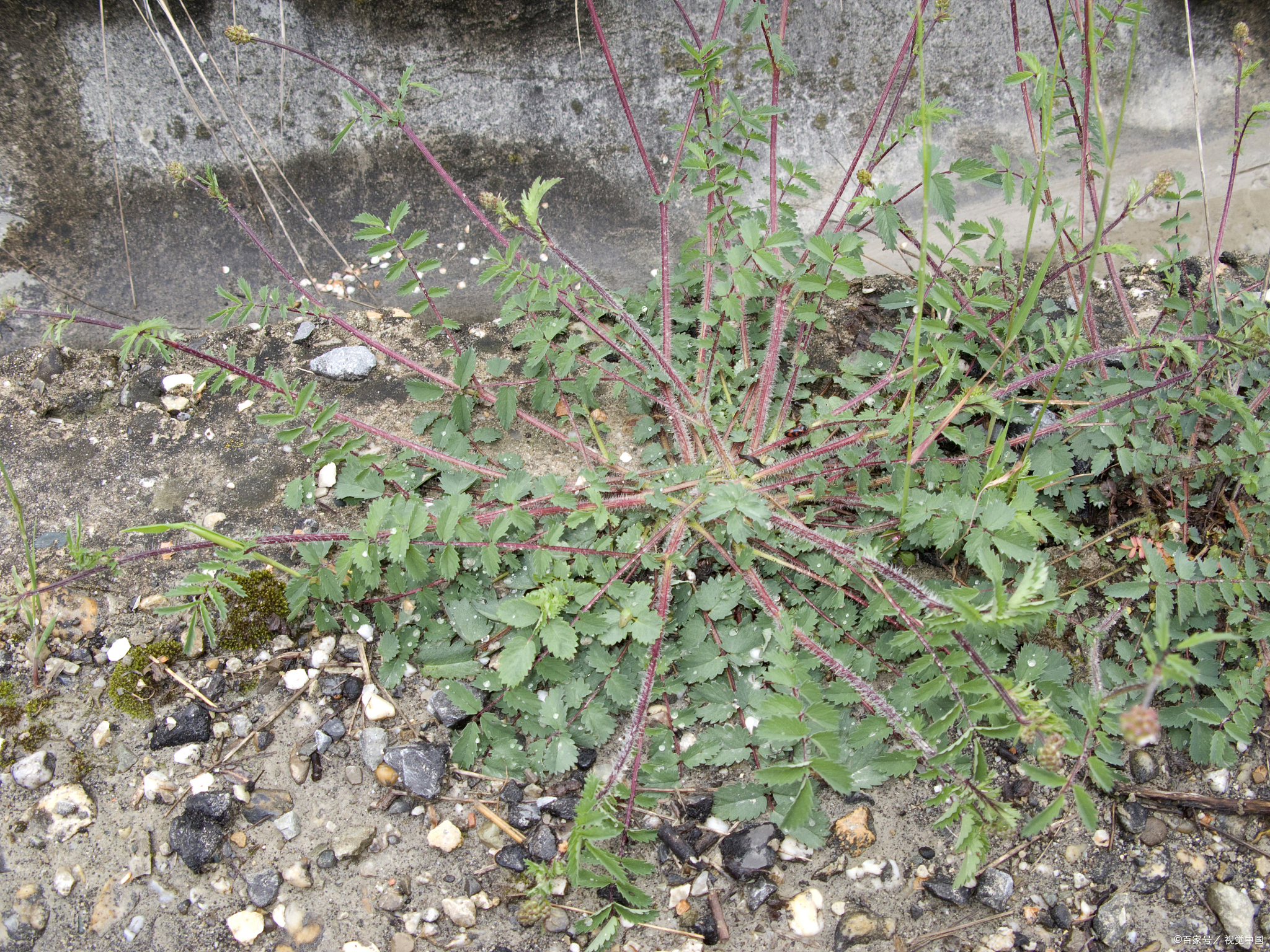 有一种草类,改善脱发居然有奇效!