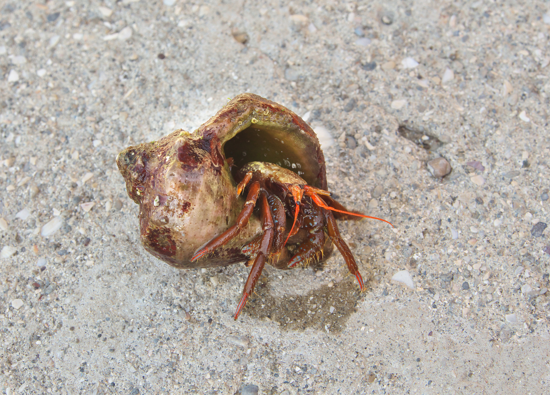 广西一17岁少年发现新物种:卷肢华石蟹  17岁的张