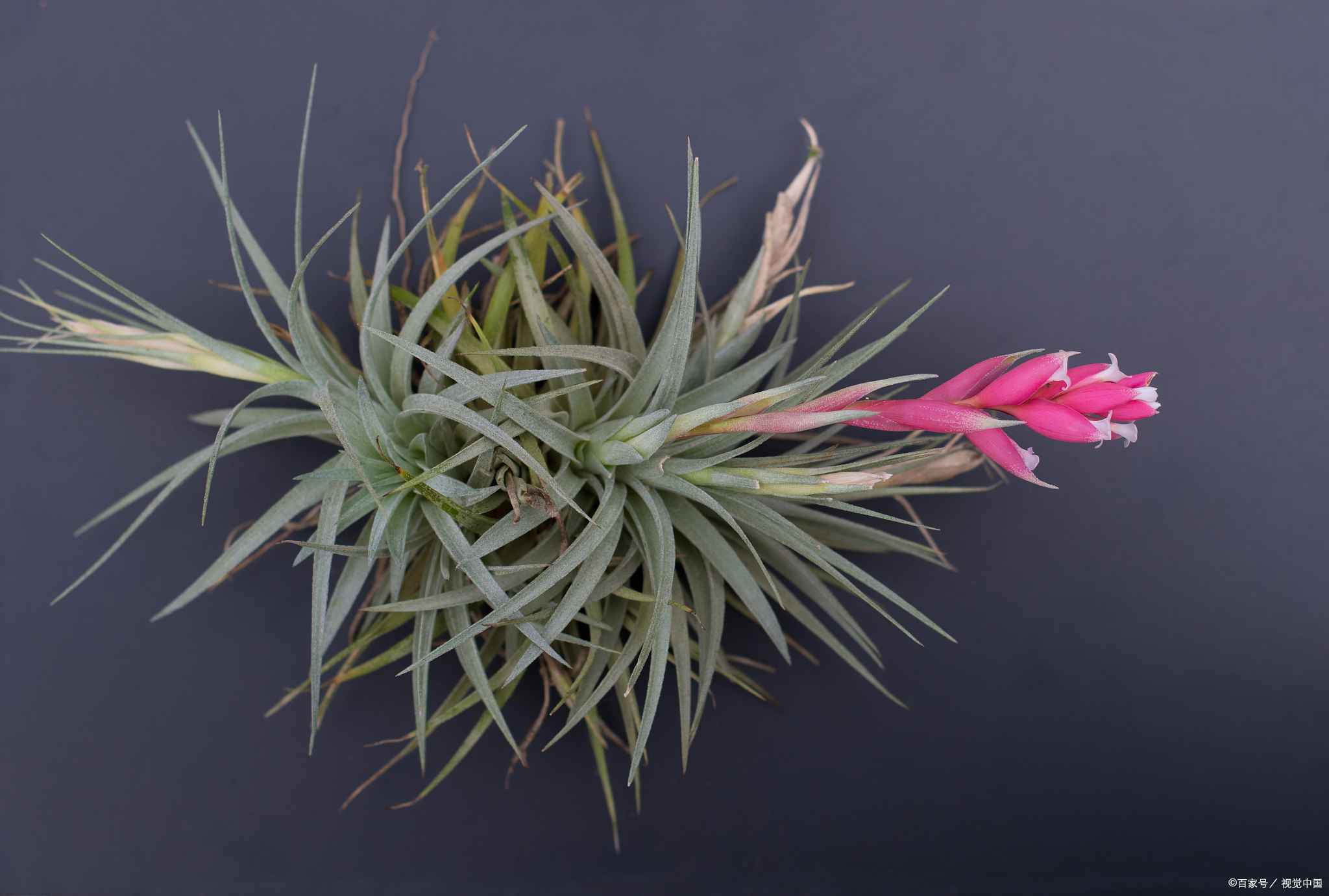 空气凤梨老人须的养殖方法和注意事项