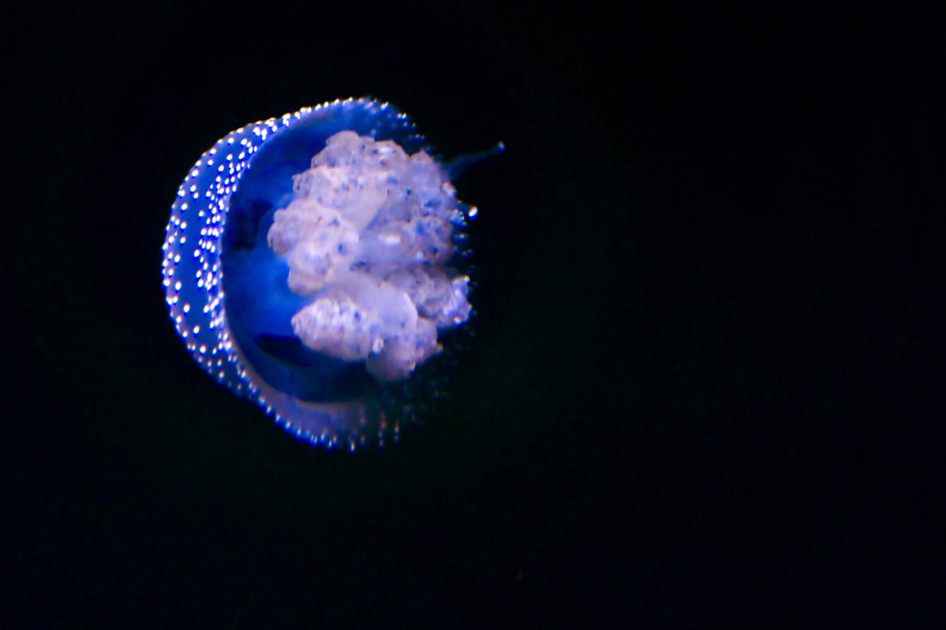 海洋中的生命:浮游生物的神奇世界  我们知道地球上生命的绝大多数都