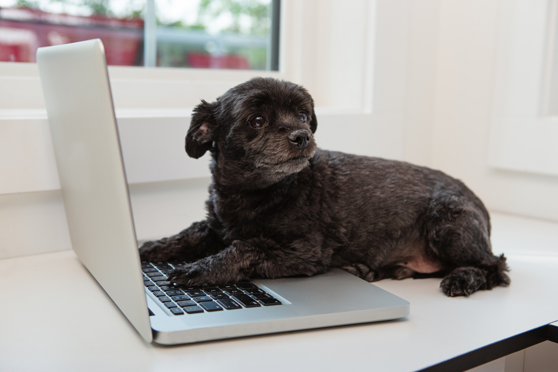 狗狗电脑桌面背景图片