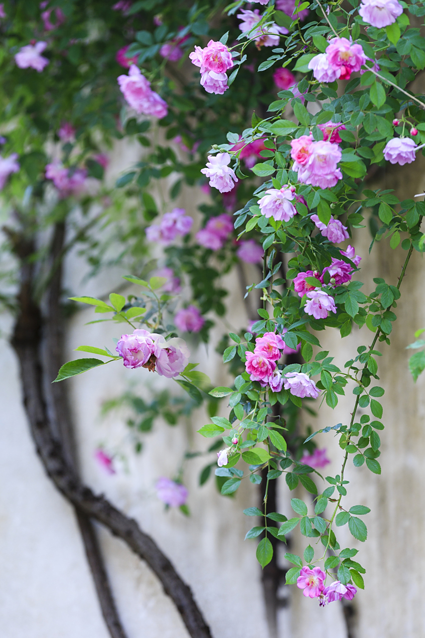 诗里的蔷薇花,我自轻盈我自香,随性自然,不奢望,不强求.