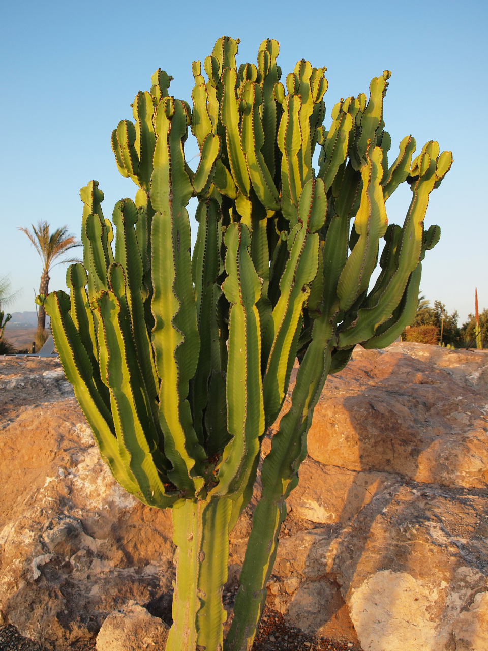 仙人柱,作为多肉植物中的一种,以其独特的形态和耐旱的特性受到广大