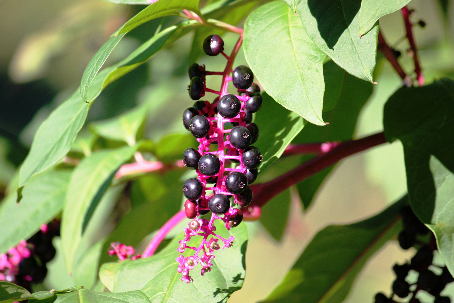 胖婆娘一般是指商陆,通常有清热解毒,利尿消肿,祛痰等功效与作用.