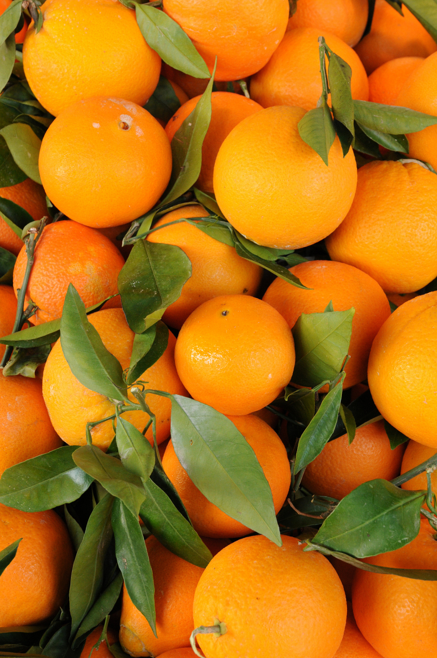 柑橘类水果:如橙子,柠檬,柚子等富含维生素c,被誉为"天然抗生素",可