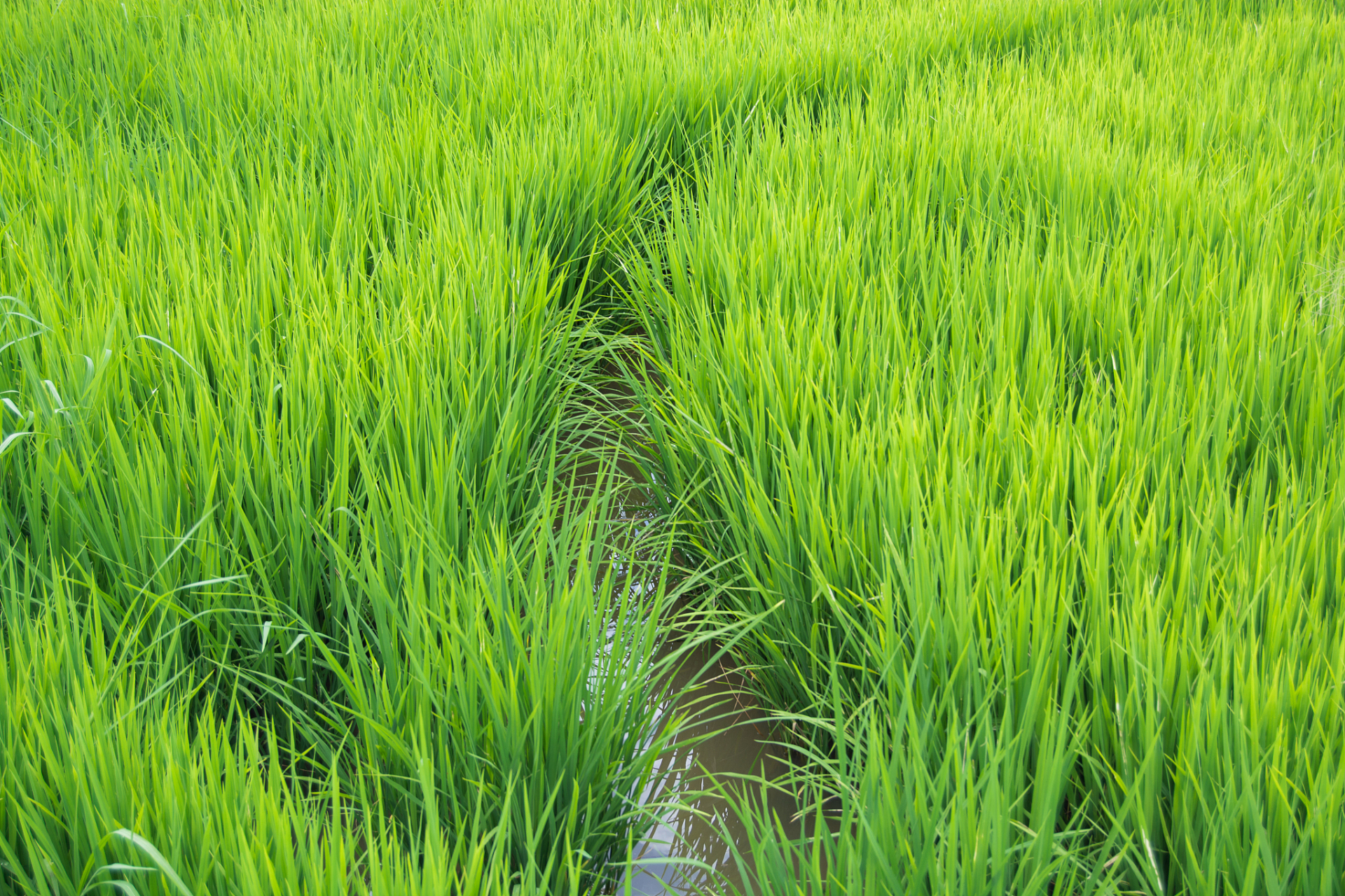 水稻返青期是植株恢复生长的重要阶段,也是决定后期产量和品质的关键