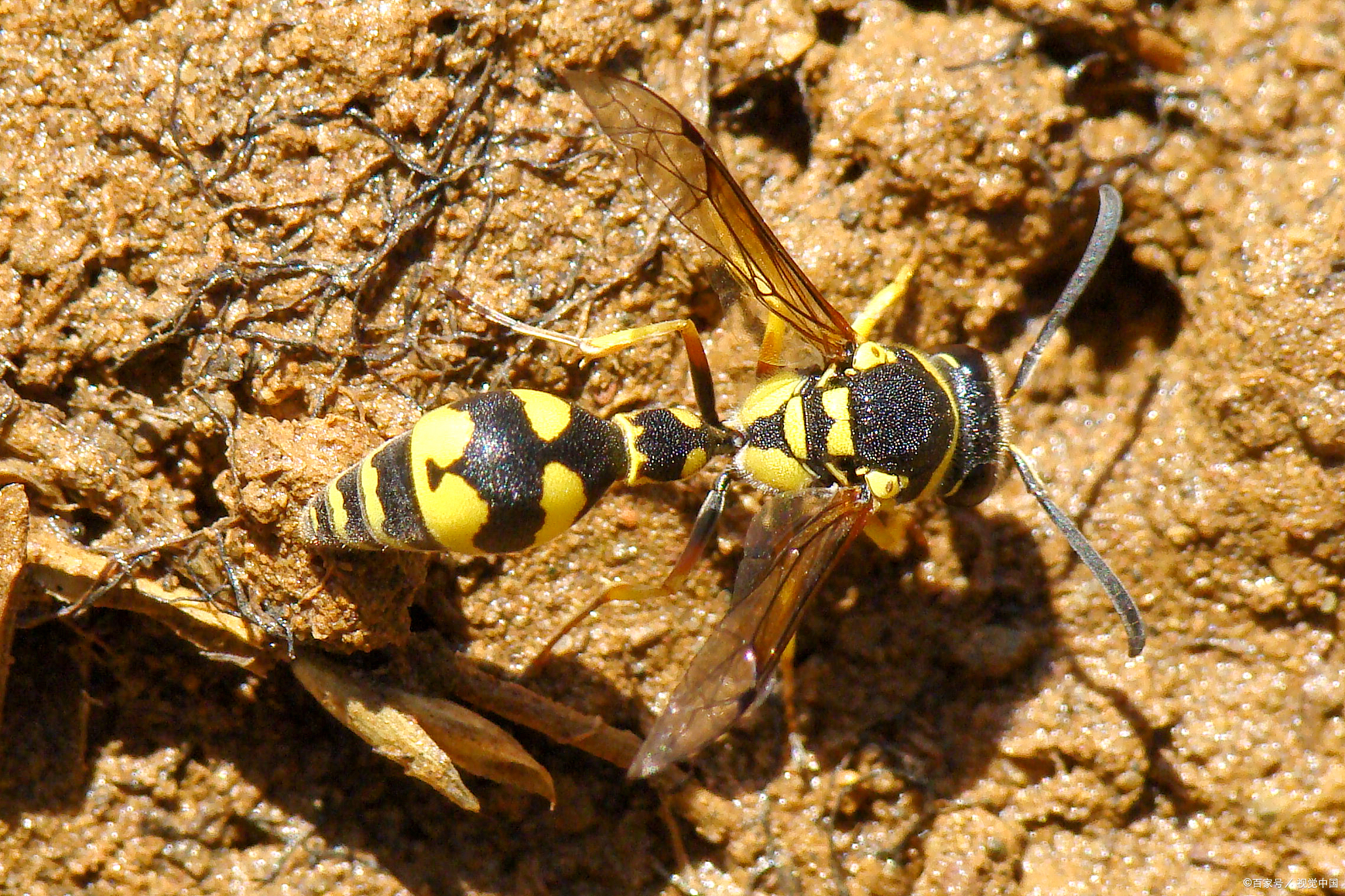 在自然界中,蜜蜂不仅是勤劳的传粉者,有些种类还因其强大的毒性而成为