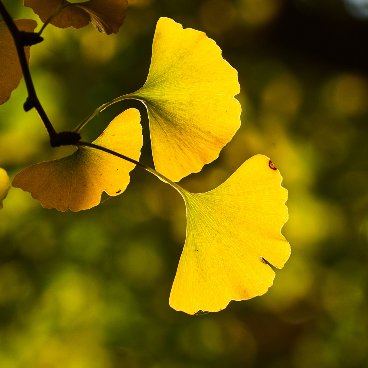 秋风袭来,树叶飘舞 仿佛银杏叶在跳着秋天的华尔兹舞  阳光透过树叶的