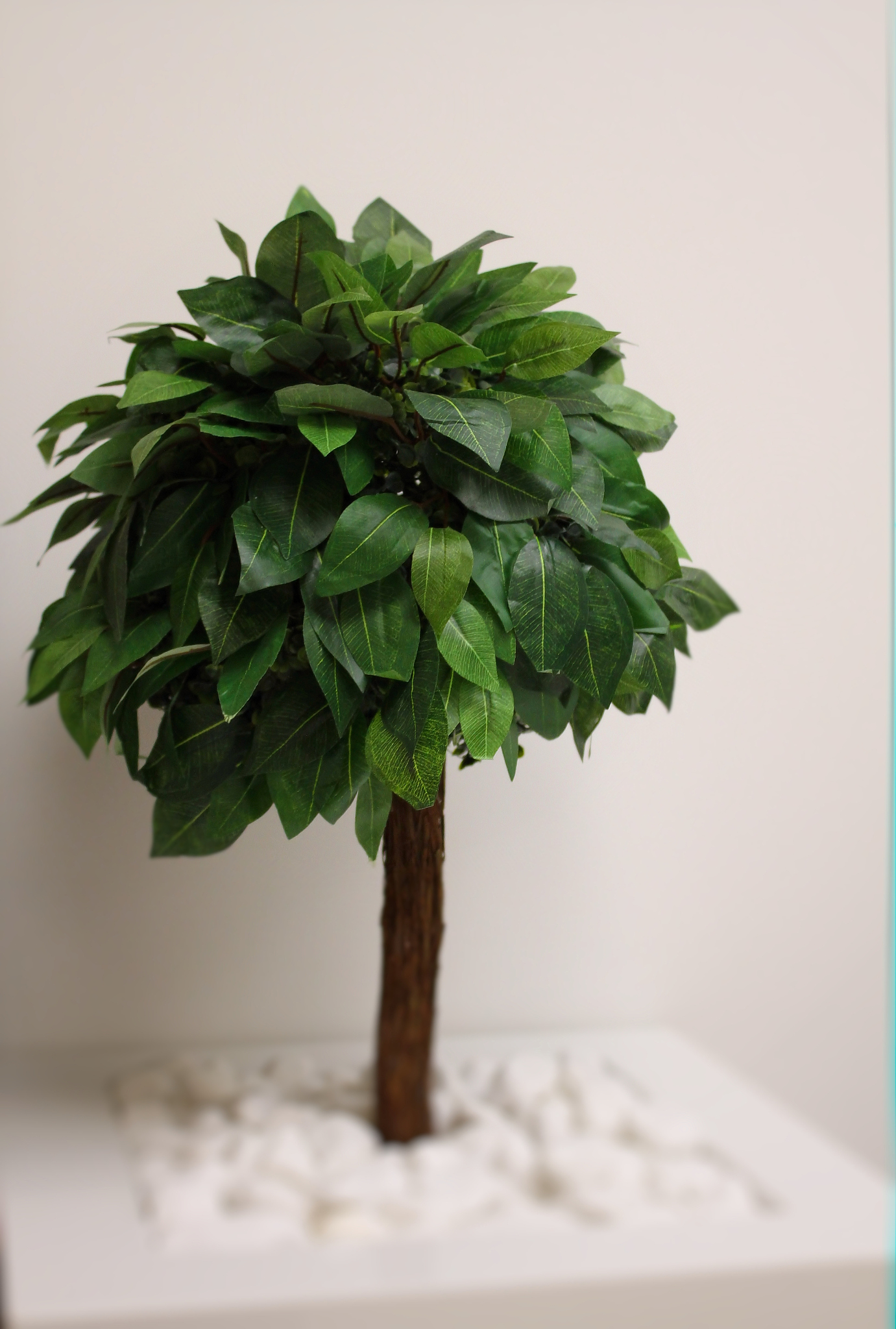 室内最好养的大型绿植推荐