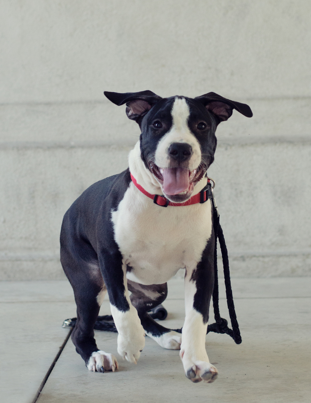 长假读书清单# 杰克罗素梗犬是一种非常友好,活泼,聪明和勇敢的狗狗