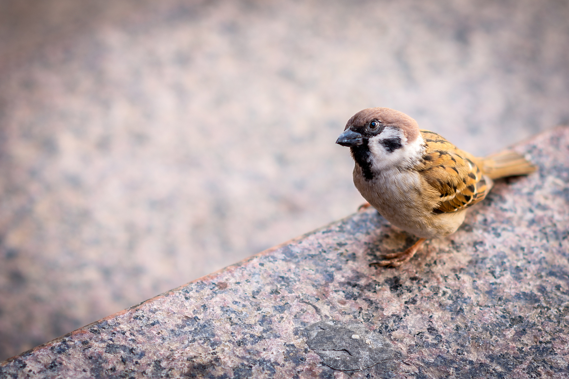 上面已经介绍过,小麻雀可以吃泡过的米