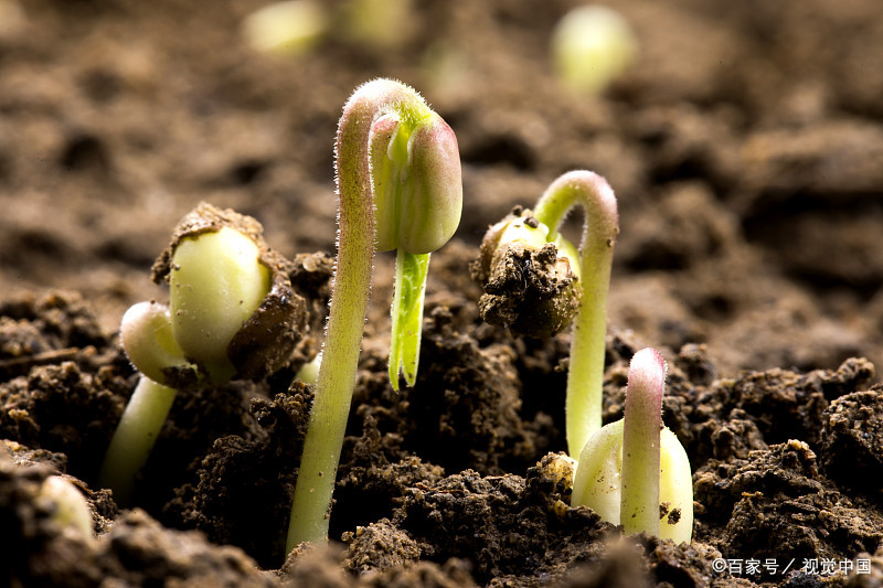 第13课时:科学知识记忆训练