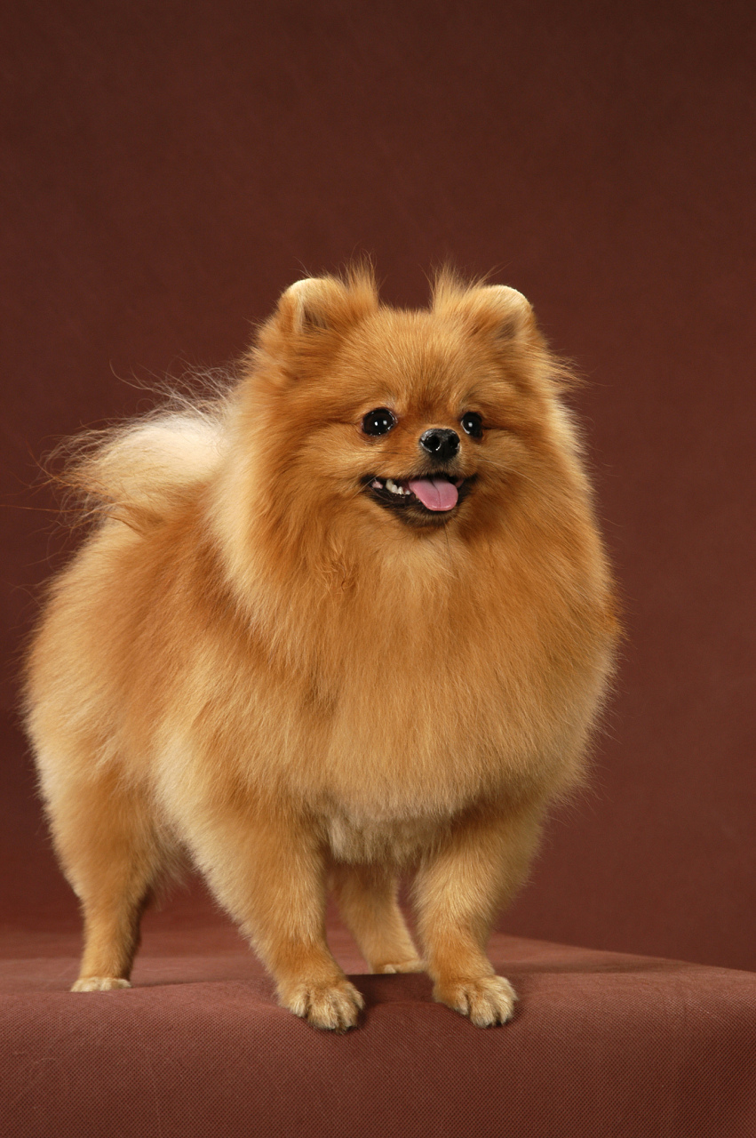 博美犬在狗的智商中排名第23,在小狗的智商中排名第五,他比较聪明.