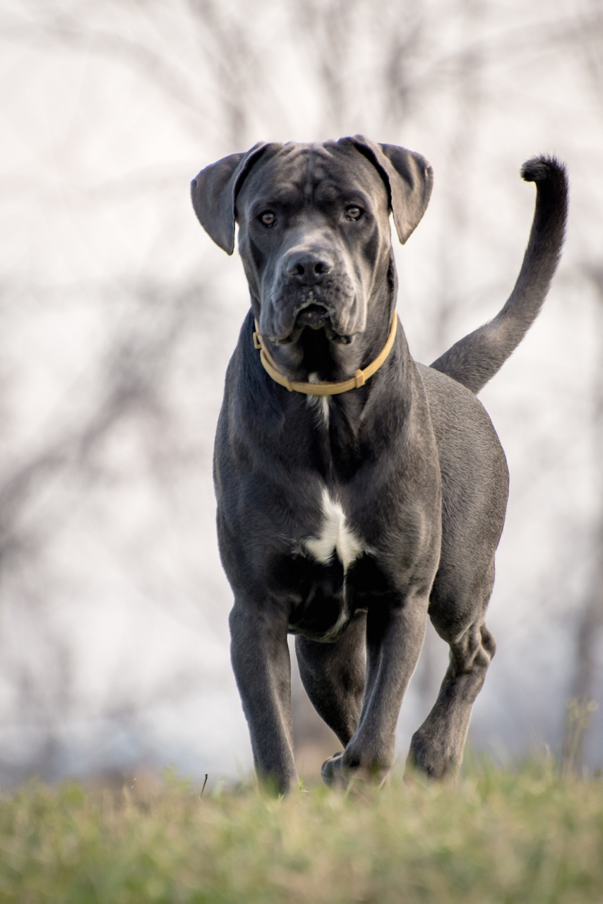 卡斯罗犬爆头前后照片图片