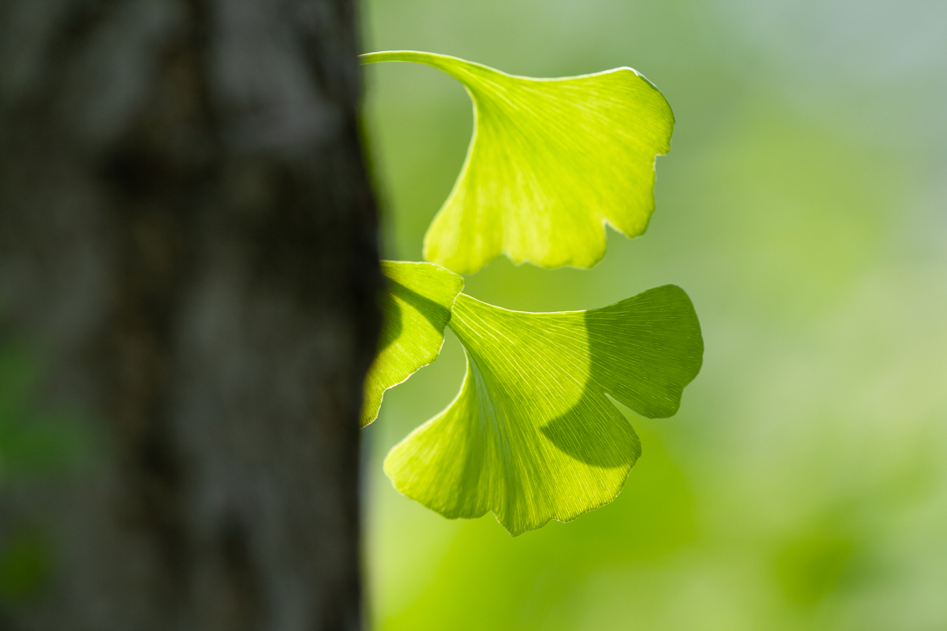 银杏,绿色的银杏 它默默地生长在城市的角落里  这个城市太浮躁,太