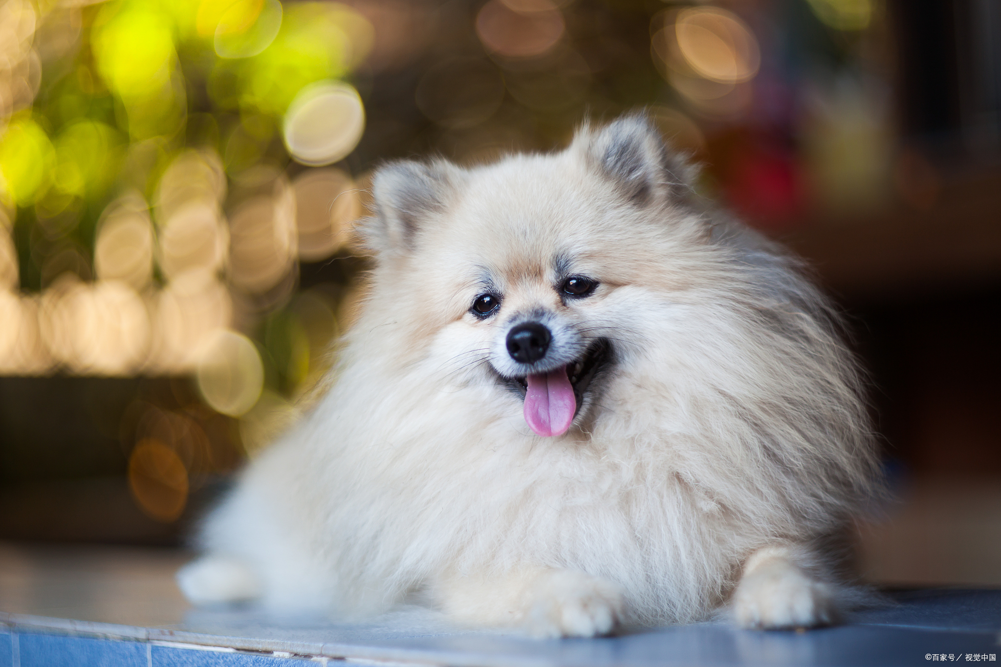 博美犬壁纸图片