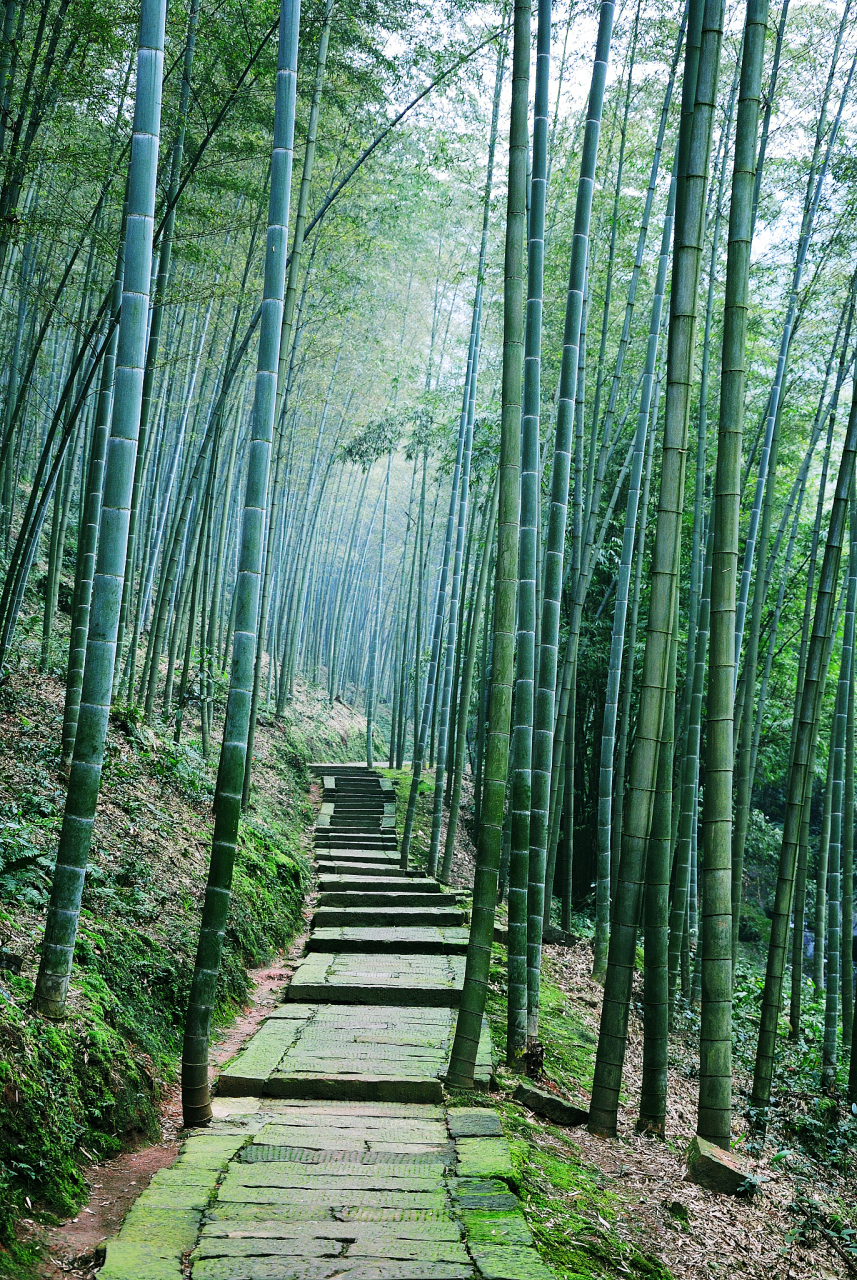 茶山竹海景区图片