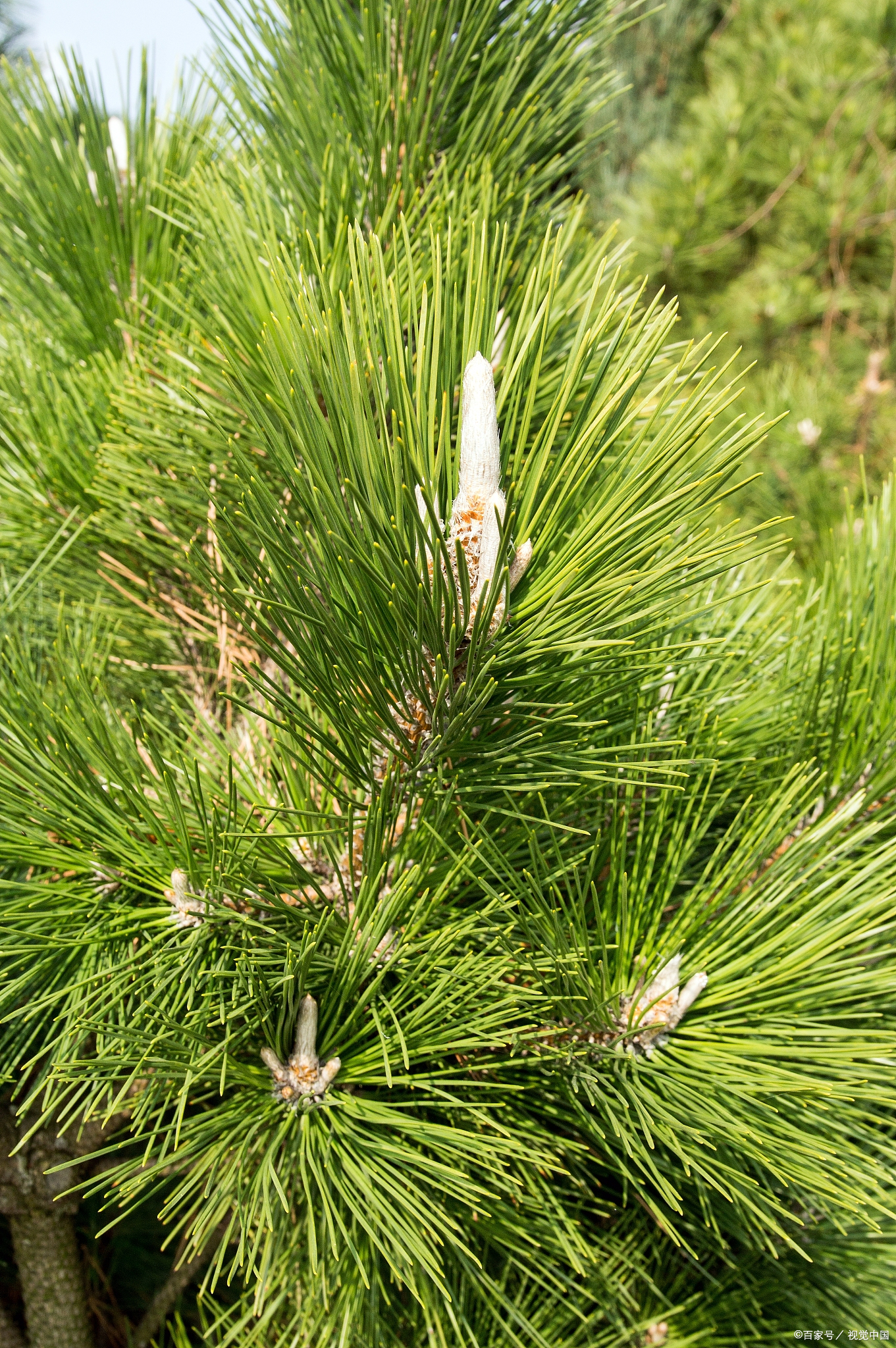 首先,咱们得提松针松针树图片松针图片松树图片大全大图松树林松针树