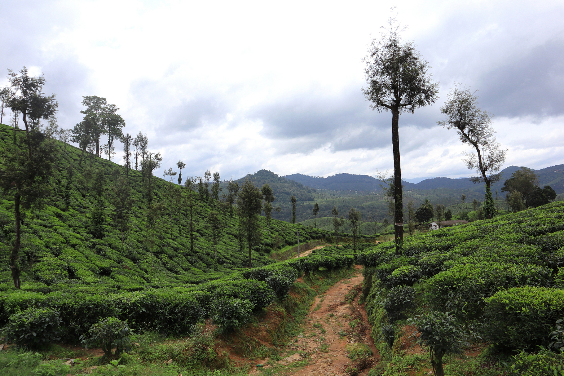 上京东app搜索苹果上新#  中国"普洱景迈山古茶林文化景观"成功列入
